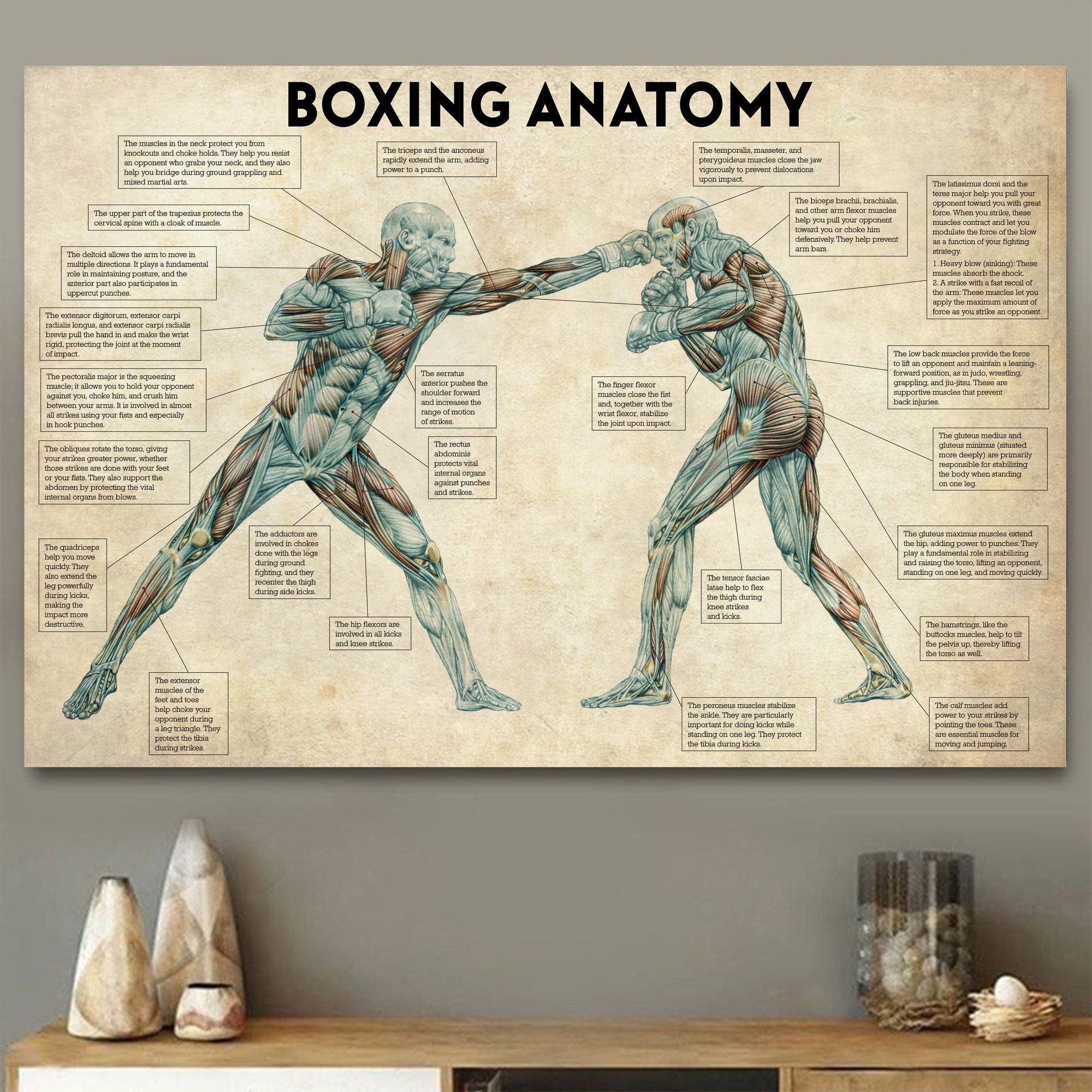 Vintage Boxing Body Anatomy Po - Sports Equipment Poster ulasan dan harga